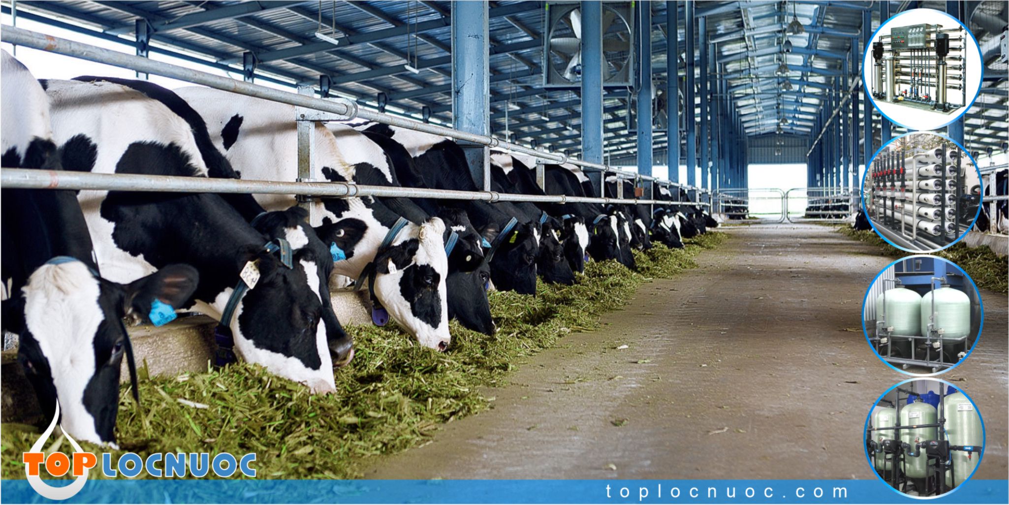 Hệ thống lọc nước công nghiệp cho Trang trại nuôi bò có hiệu quả không?