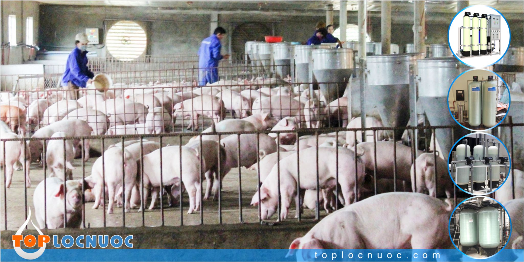 Sử dụng Hệ thống lọc nước nào hiệu quả nhất cho Trang trại chăn nuôi?