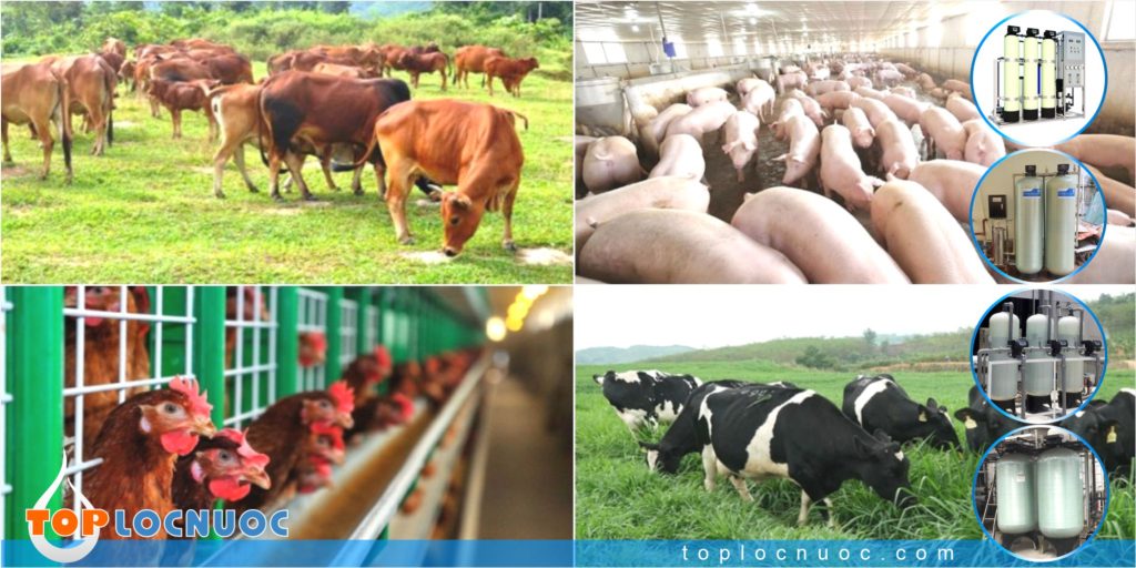 Hệ thống lọc nước cho trang trại Chăn nuôi có đặc điểm gì?