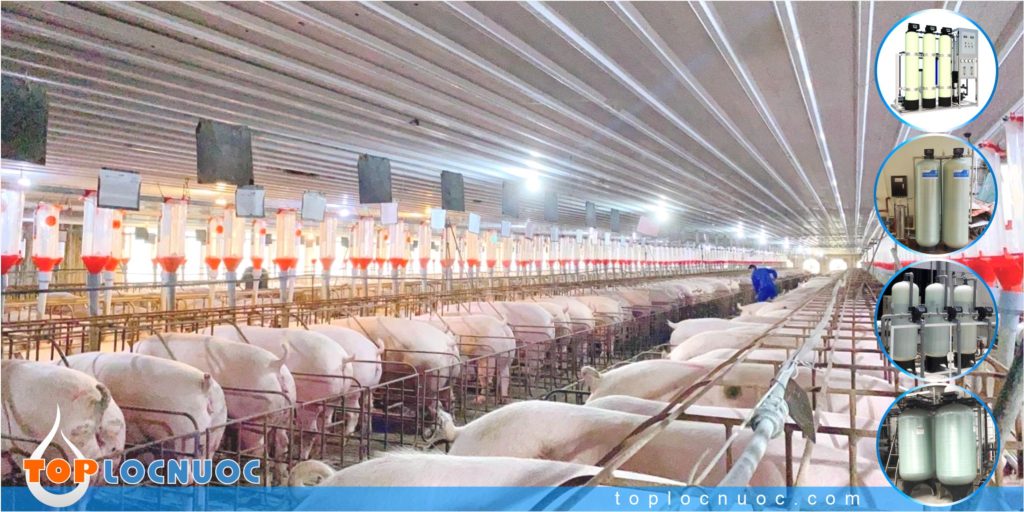 Hệ thống xử lý nước giếng khoan dùng cho Trang trại chăn nuôi