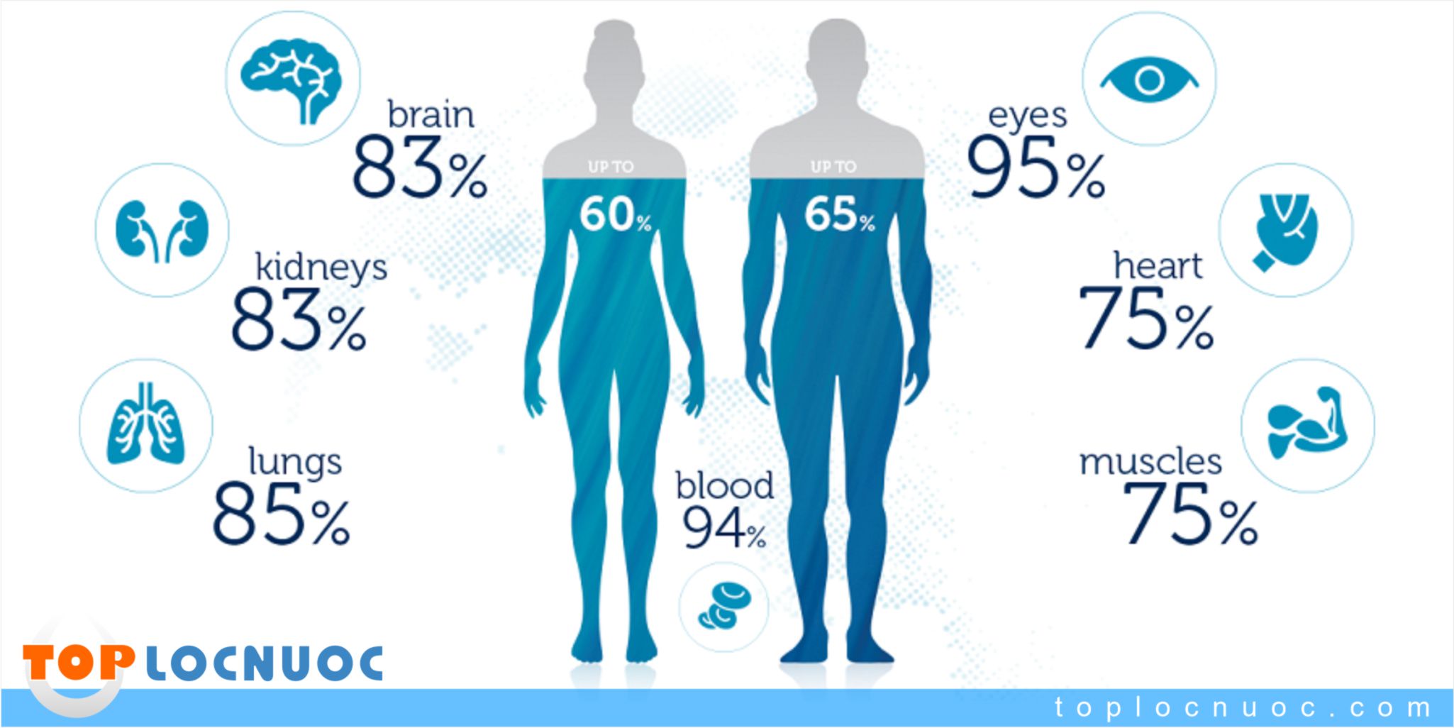 7 Lý do giải thích tại sao nước rất cần thiết cho cơ thể