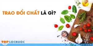 Quá trình trao đổi chất của cơ thể là gì? Những điều bạn nên biết