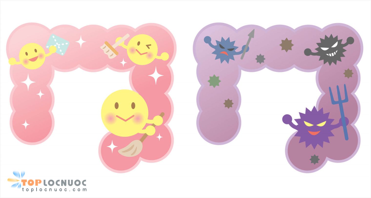 Bào tử lợi khuẩn Probiotic hỗ trợ hoạt động tiêu hóa