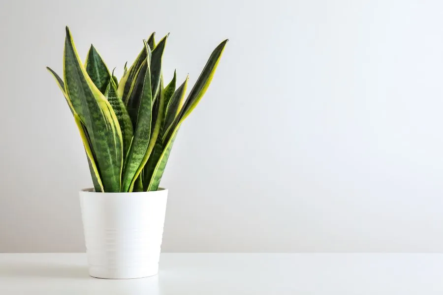 Cây lưỡi hổ có độc không? Tác dụng của cây lưỡi hổ có thể bạn chưa biết