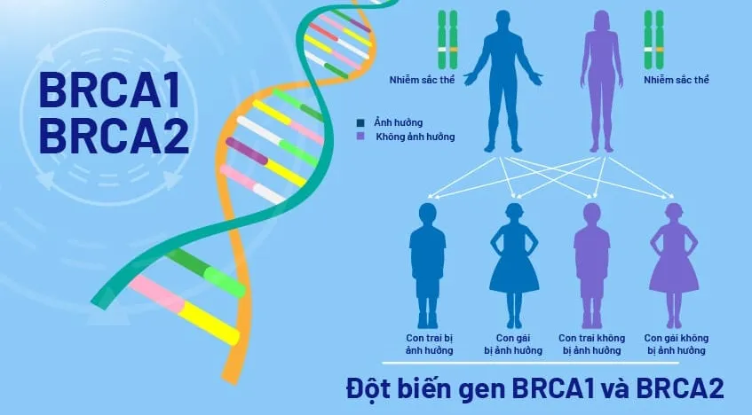 Gen BRCA là gì? Có liên quan gì đến bệnh ung thư vú và các cơ quan khác?