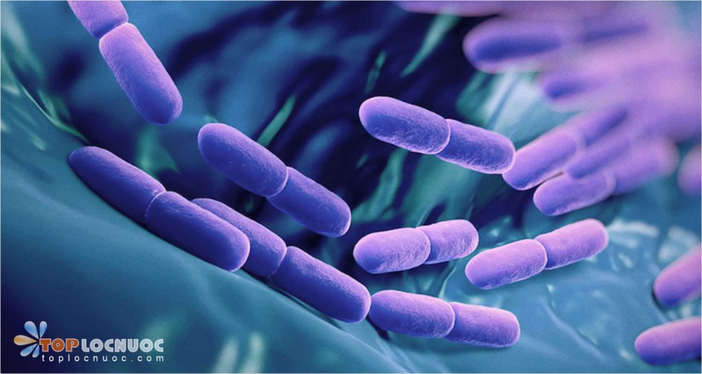 Tác hại của nước nhiễm vi khuẩn Coliform – Cách nhận biết và xử lý