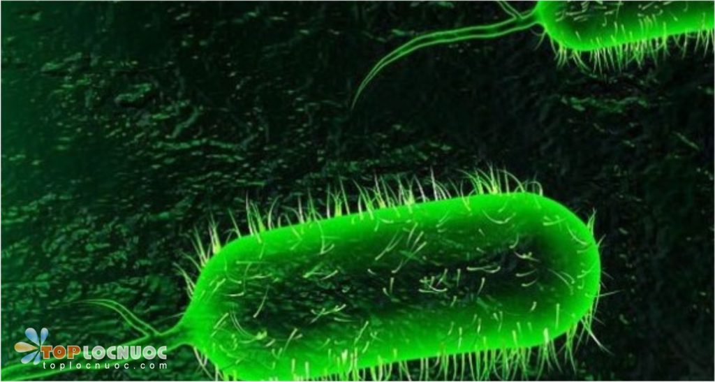 Trực khuẩn mủ xanh là gì? Có tác hại như thế nào đến sức khỏe?