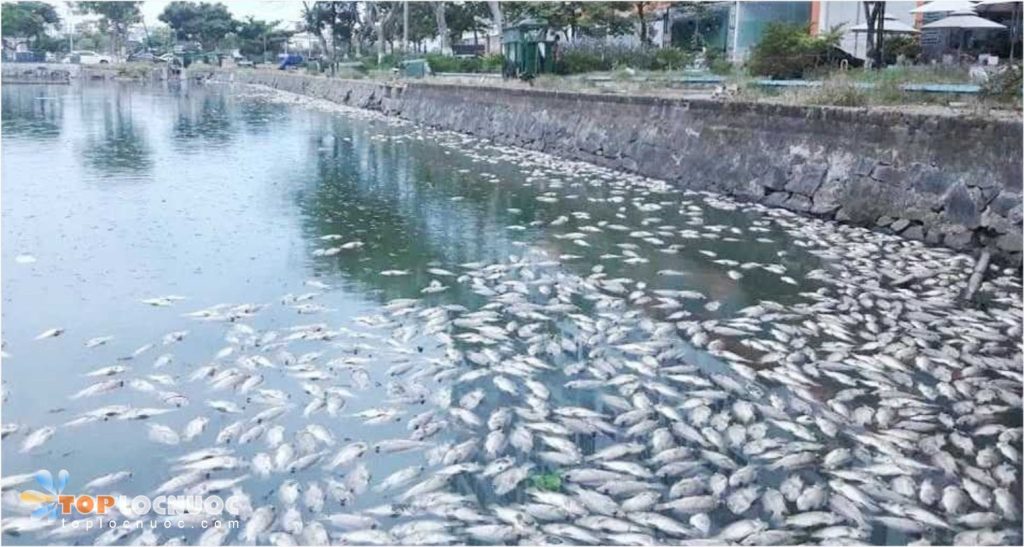 Nước nhiễm hợp chất hữu cơ là gì? Cách nhận biết và xử lý