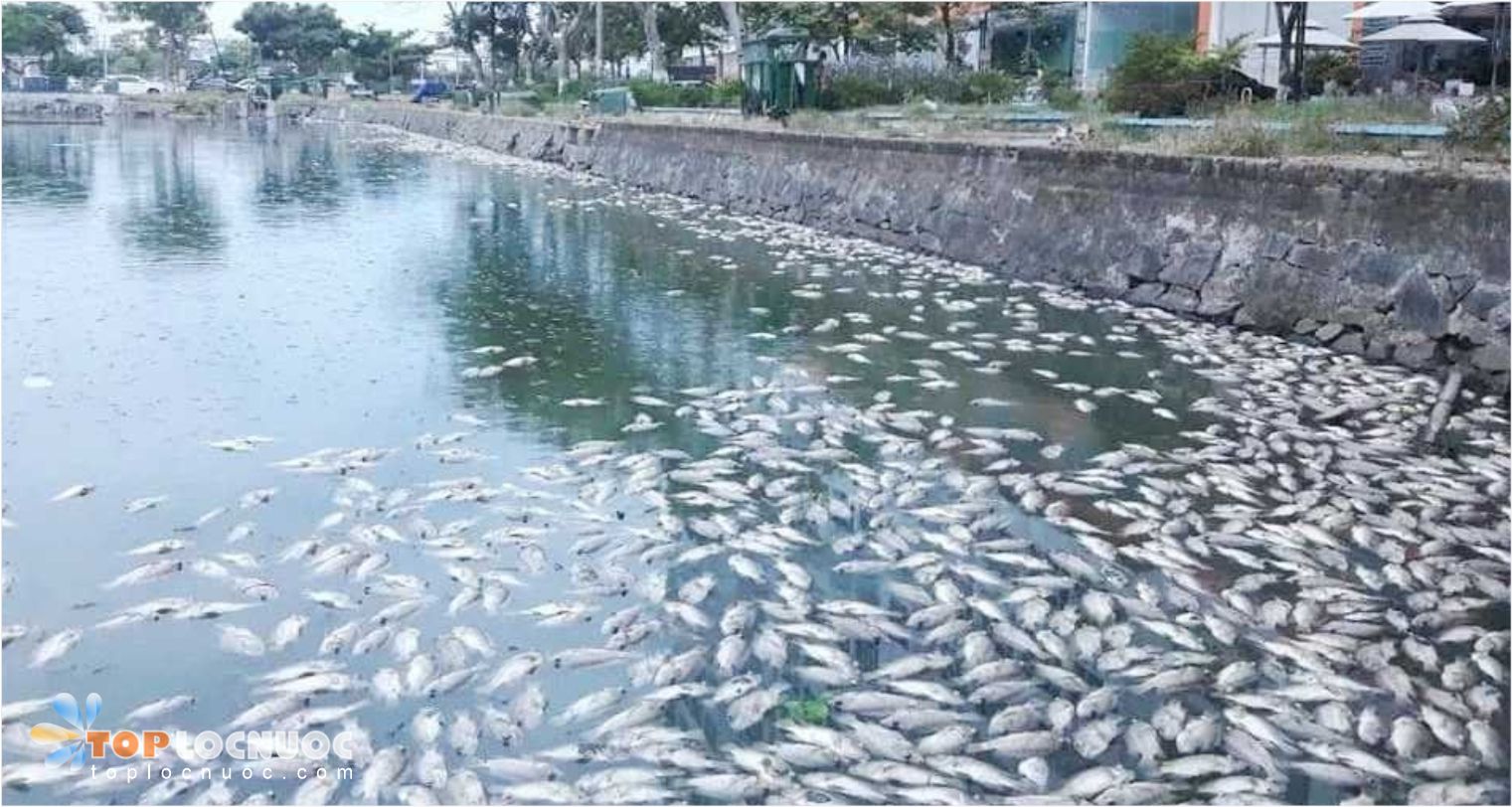 Nước nhiễm hợp chất hữu cơ là gì? Cách nhận biết và xử lý