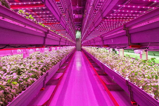 Đèn trồng cây là gì? 8 Mẫu đèn trồng cây năng lượng phổ biến