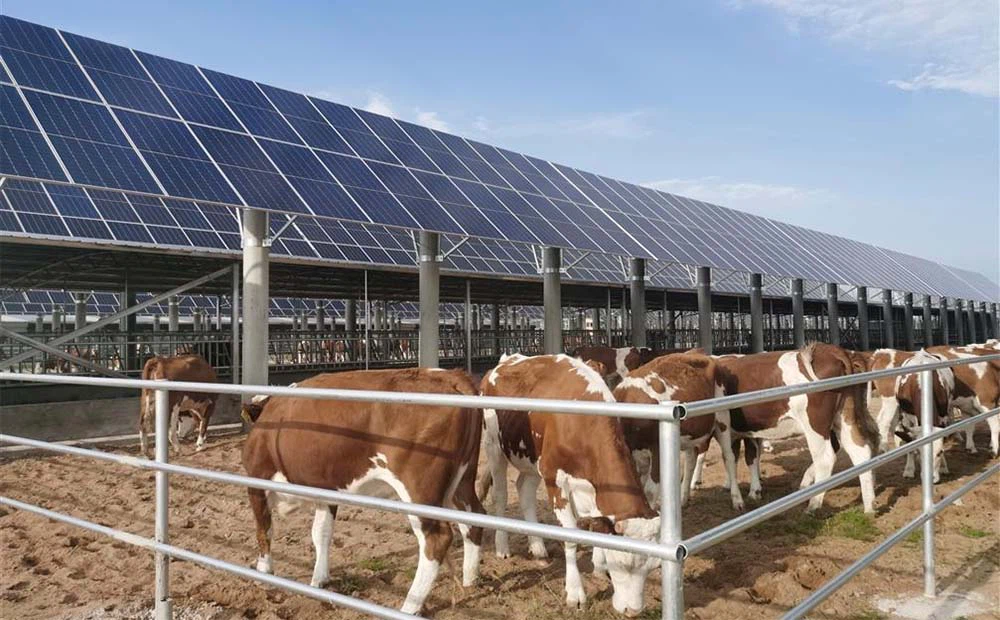 Ứng dụng đèn năng lượng mặt trời vào trong công nhiệp chăn nuôi
