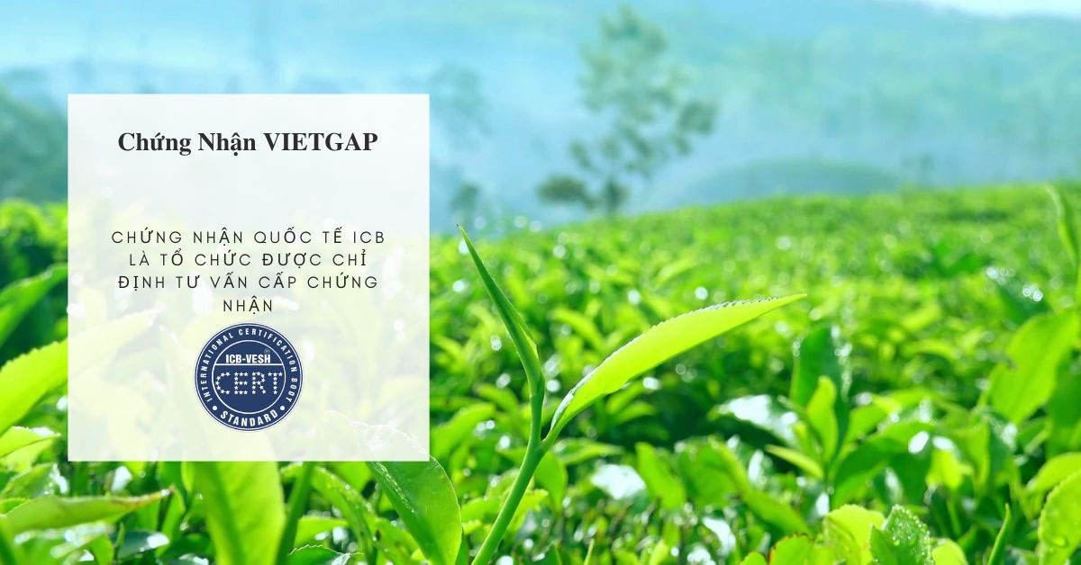 Điều kiện để được chứng nhận VietGAP, doanh nghiệp cần chú ý những gì?