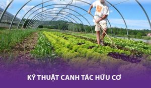 Canh tác hữu cơ là gì? Ưu và nhược điểm của canh tác hữu cơ