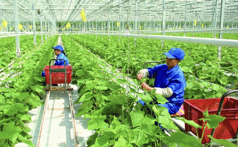 Mô hình nông nghiệp sạch và những thông tin cần biết