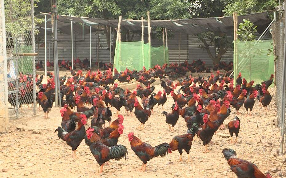 Hướng dẫn xây dựng trang trại chăn nuôi chuẩn VietGAP