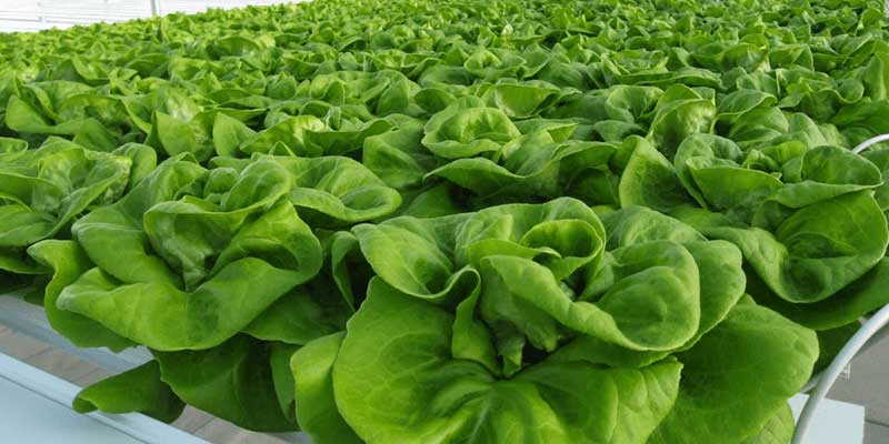 Rau hữu cơ và rau an toàn: Nên áp dụng phương pháp sản xuất nào?