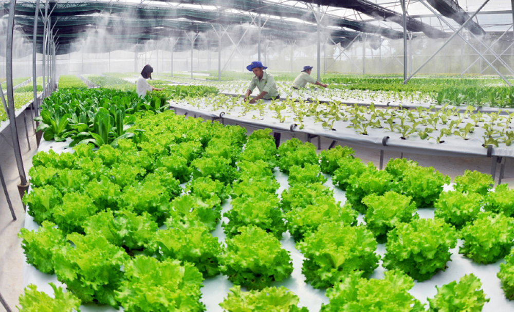 Nông nghiệp sạch là gì? Tại sao lại trở thành xu hướng?