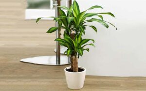 7 Loại cây cảnh nên trồng để hút tài lộc cho cả gia đình