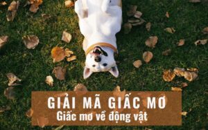 Giải mã giấc mơ thấy động vật chính xác nhất (Phần 1)