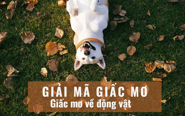 Giải mã giấc mơ thấy động vật chính xác nhất (Phần 1)