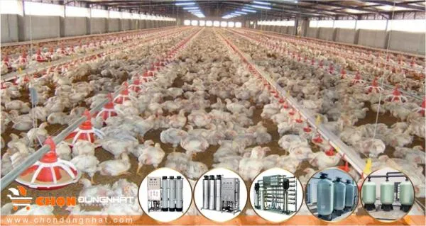 Trang trại chăn nuôi có nên dùng Máy lọc nước công nghiệp?