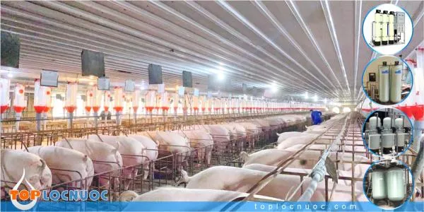 Hệ thống lọc nước công nghiệp cho Trang trại chăn nuôi