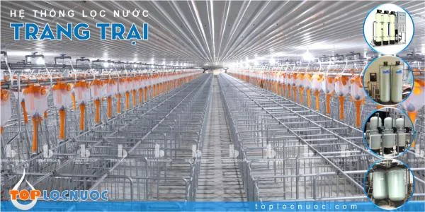 Tư vấn lắp đặt Hệ thống lọc nước công nghiệp RO trong Chăn nuôi