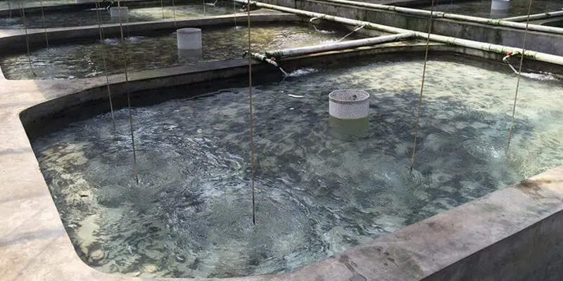 Xử lý nước thải cho Nhà máy chế biến Thủy hải sản